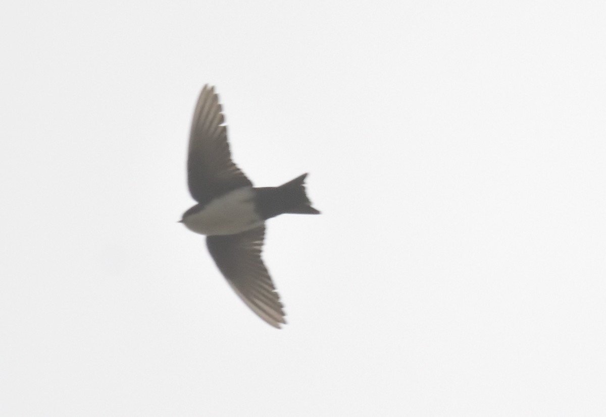 Blue-and-white Swallow - Alberto Esquivel Wildlife PY