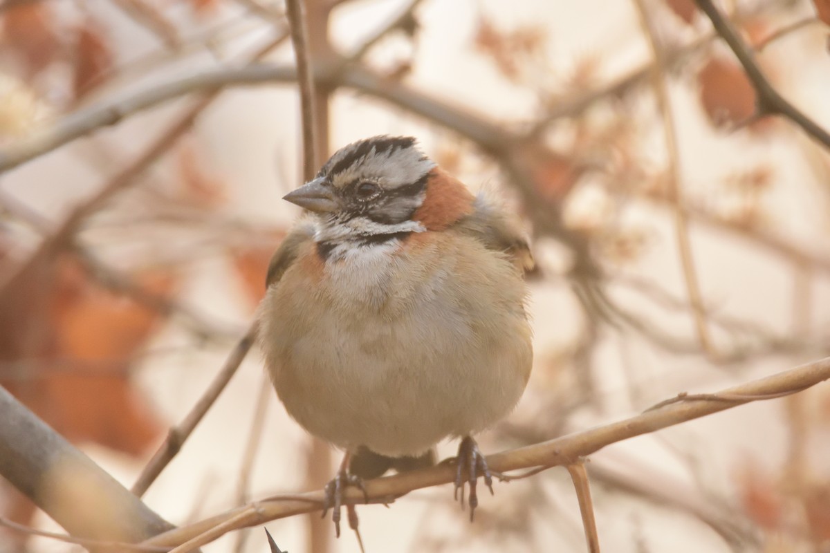 Rufous-collared Sparrow - Alberto Esquivel Wildlife PY