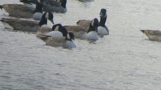 Cackling Goose (Richardson's), ML120517031