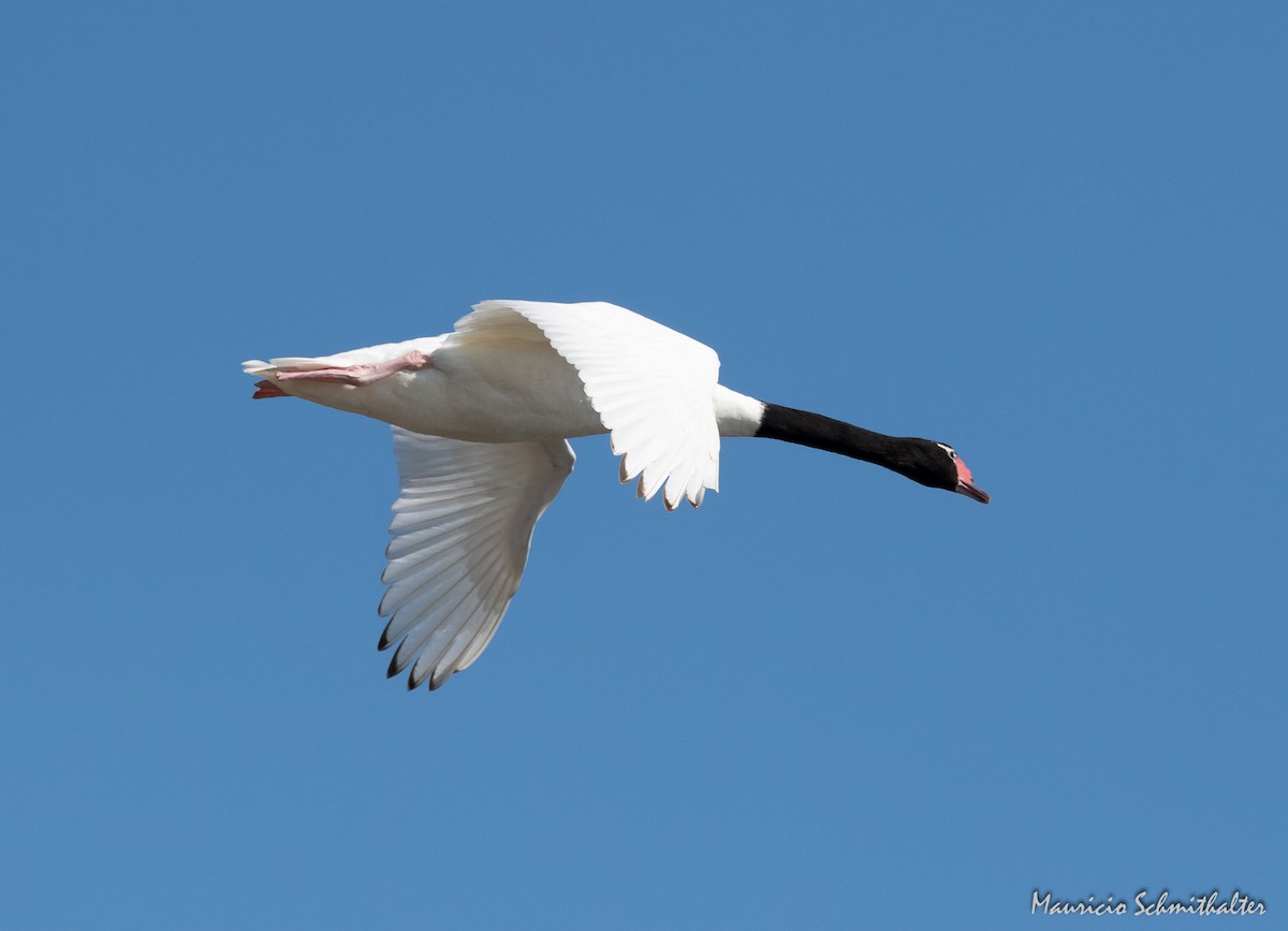 Black-necked Swan - Mauricio Schmithalter