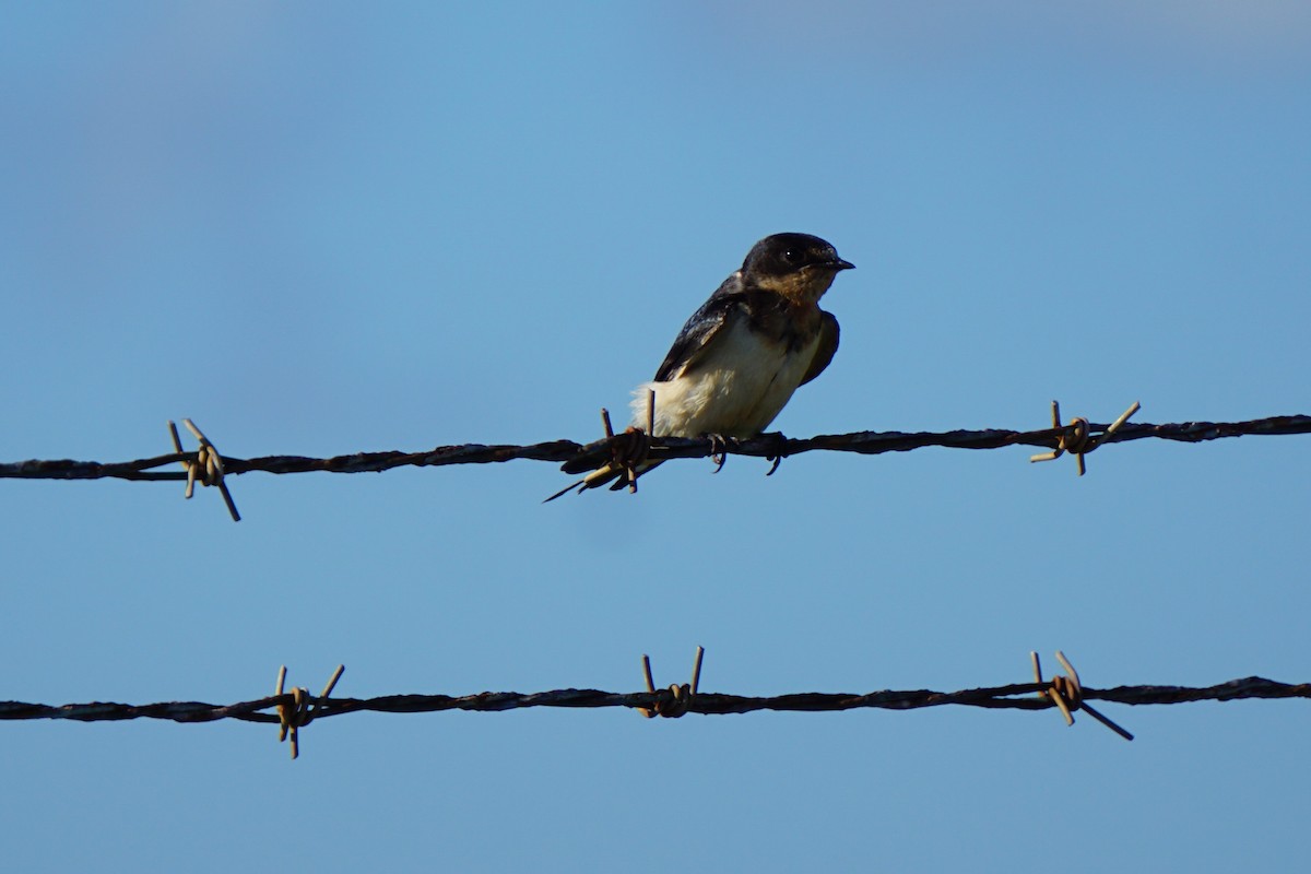 Barn Swallow - Mark Songer