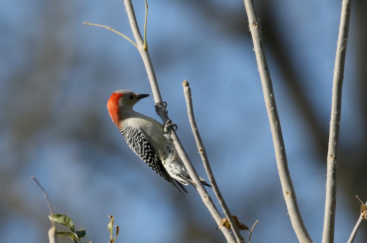 Red-bellied Woodpecker - Jay McGowan