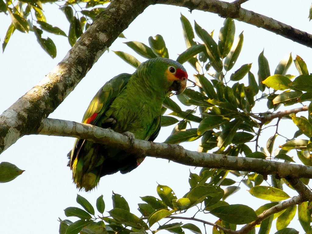 Red-lored Parrot - Rolando Chávez