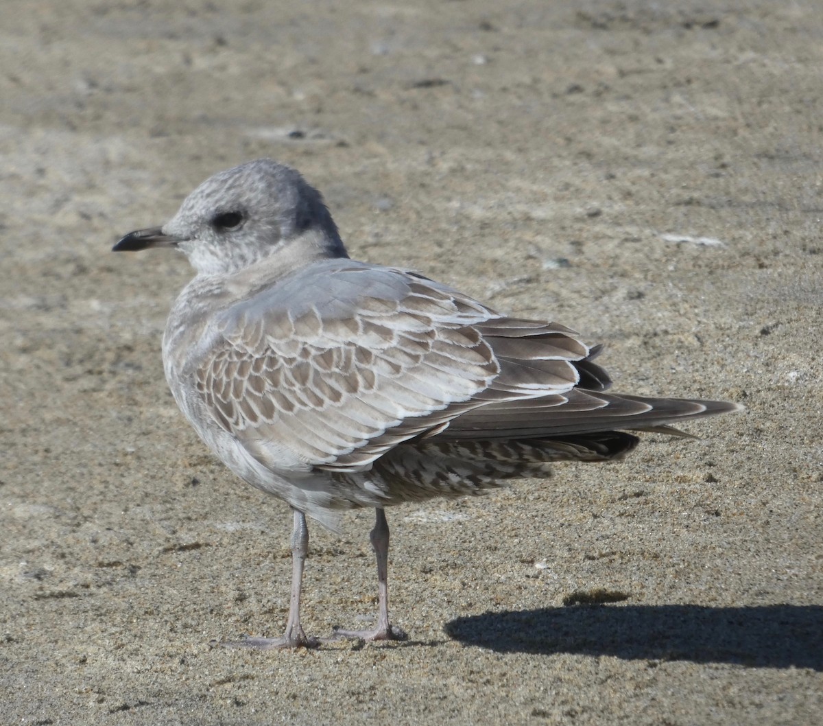 Short-billed Gull - Malia DeFelice