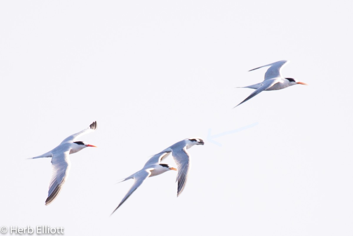 Common Tern - ML120540091