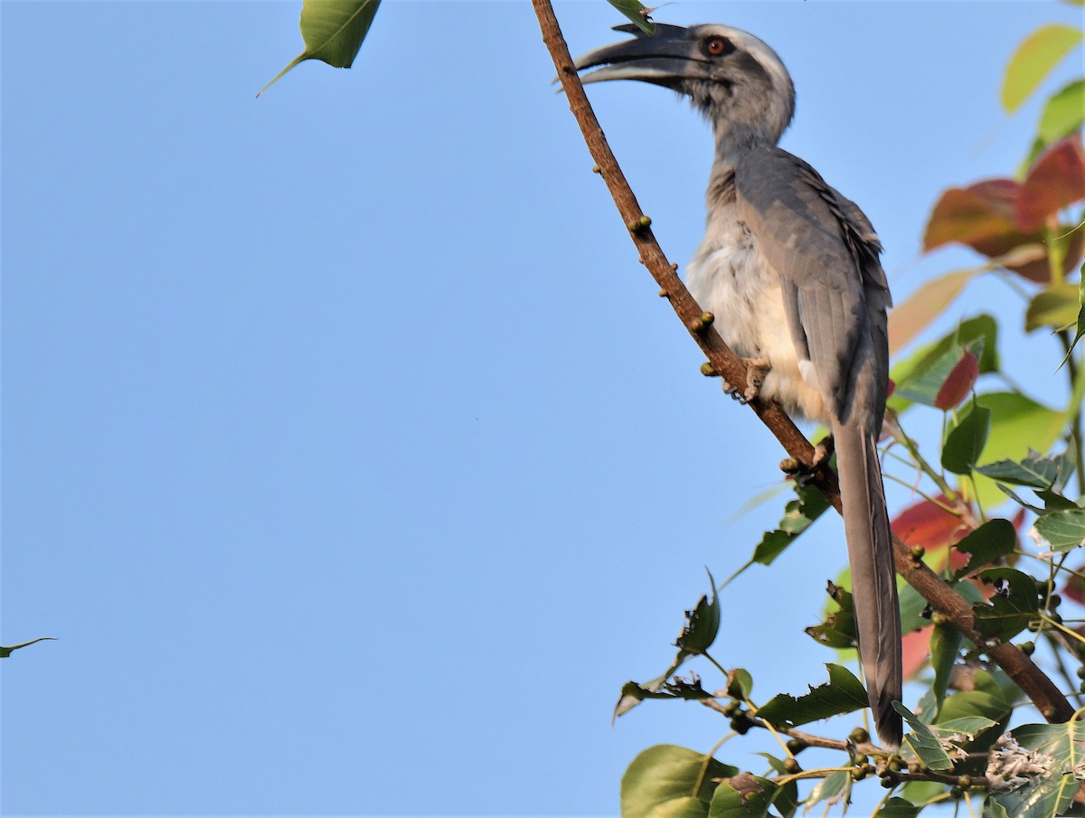 Indian Gray Hornbill - Venkatesh VT