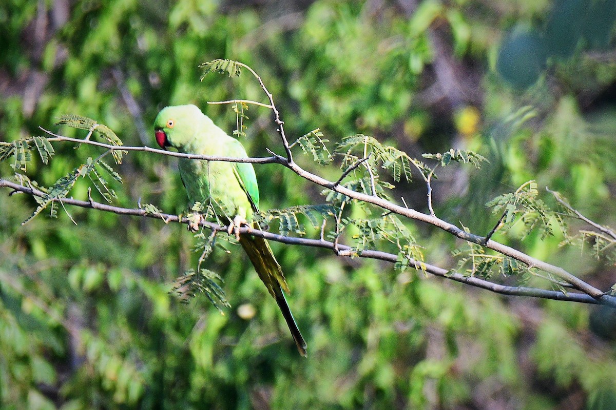 Rose-ringed Parakeet - Venkatesh VT