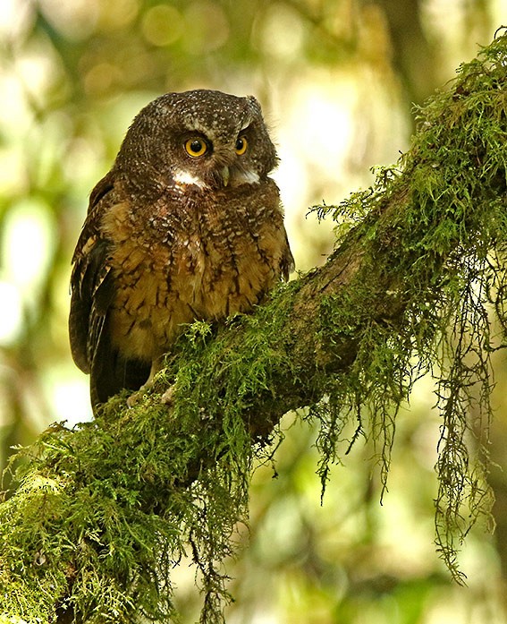 White-throated Screech-Owl - Roger Ahlman