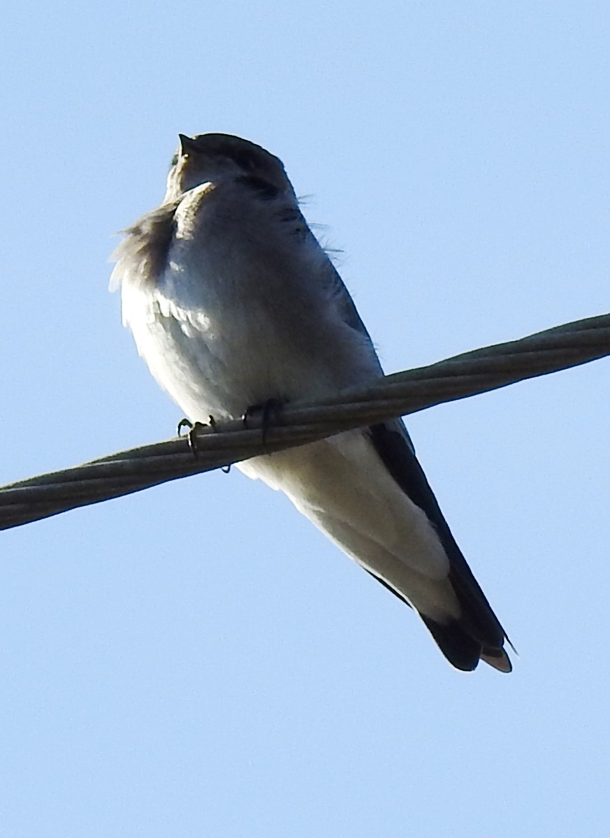 Northern Rough-winged Swallow - Eric Haskell