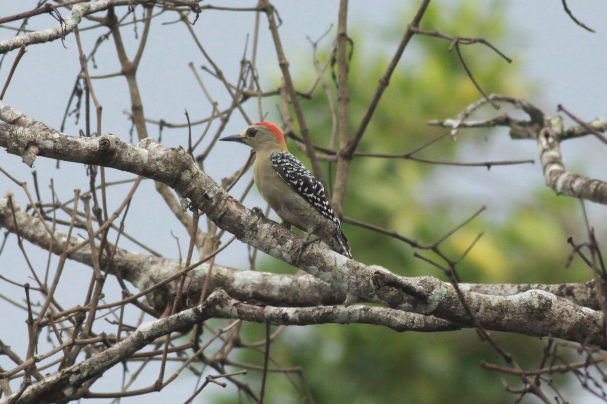 Red-crowned Woodpecker - ML120543451
