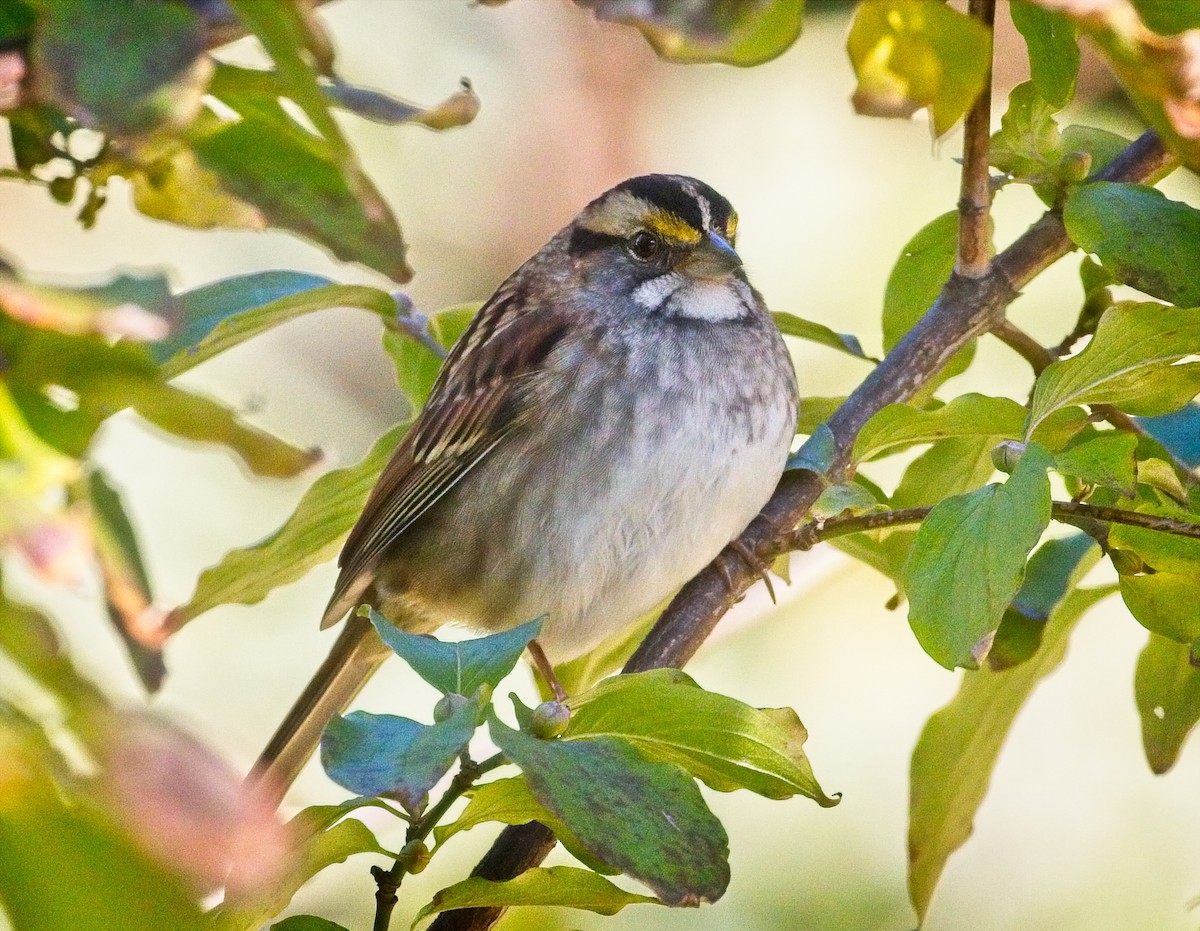 White-throated Sparrow - Laura Goggin