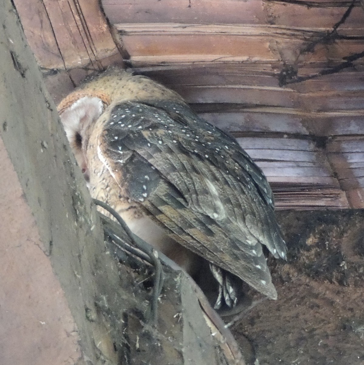 Barn Owl (Galapagos) - ML120552741