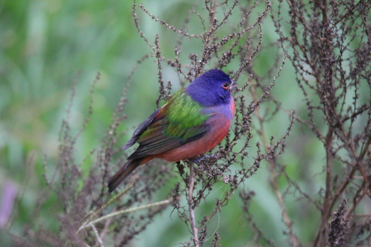 Painted Bunting - Michelle Cano 🦜