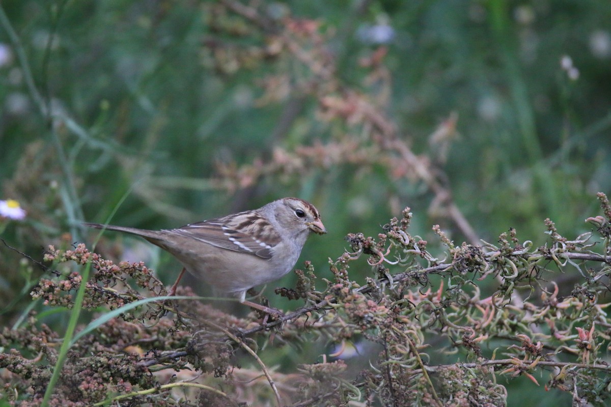 White-crowned Sparrow - ML120553131