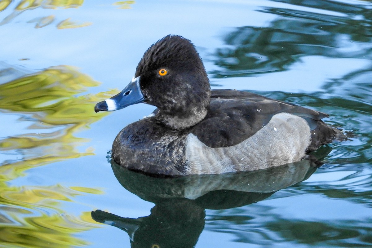 Ring-necked Duck - ML120553141