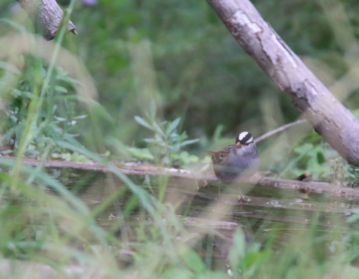 White-crowned Sparrow - ML120553181