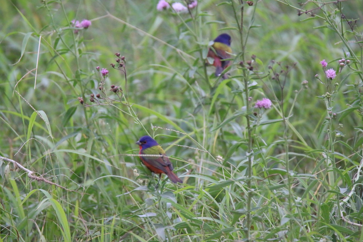 Painted Bunting - ML120553361