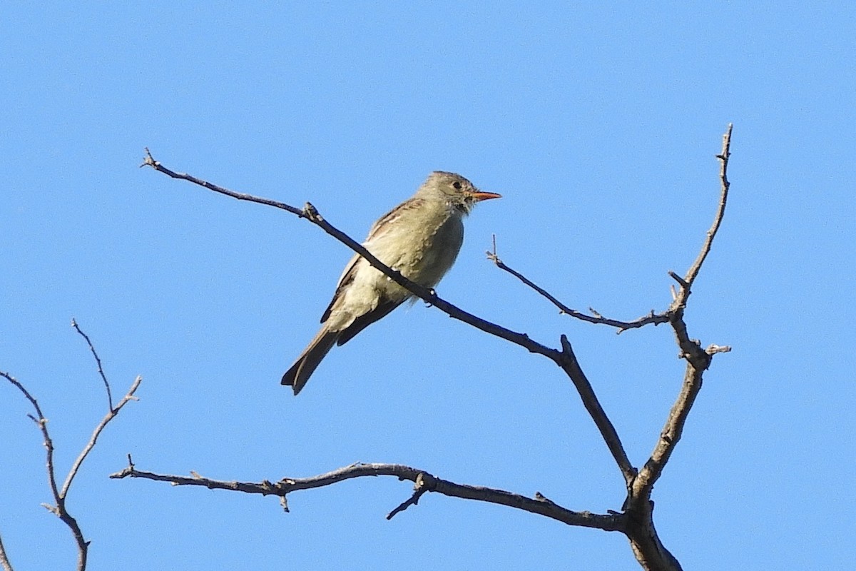 Greater Pewee - ML120555231