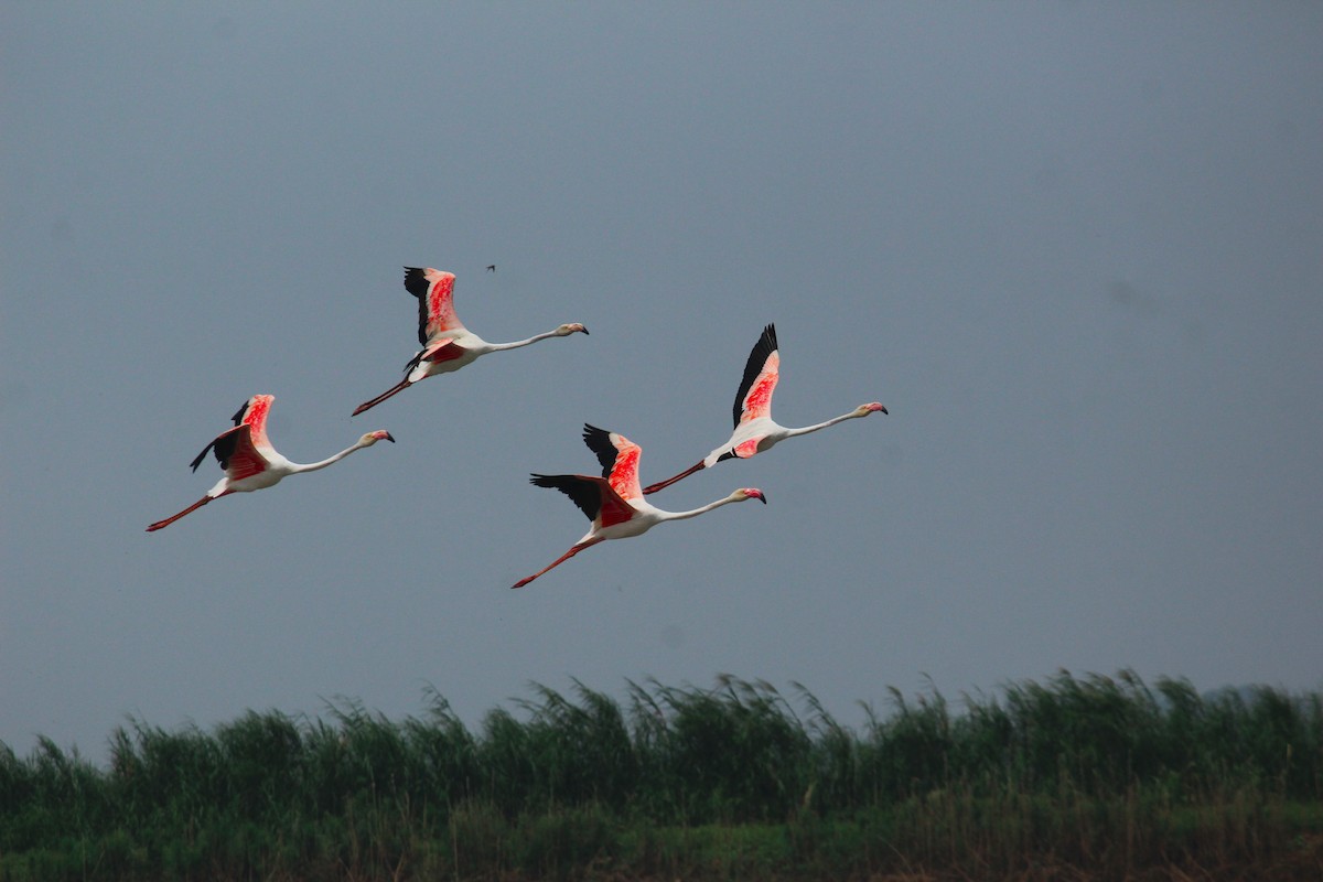 Greater Flamingo - Arun George