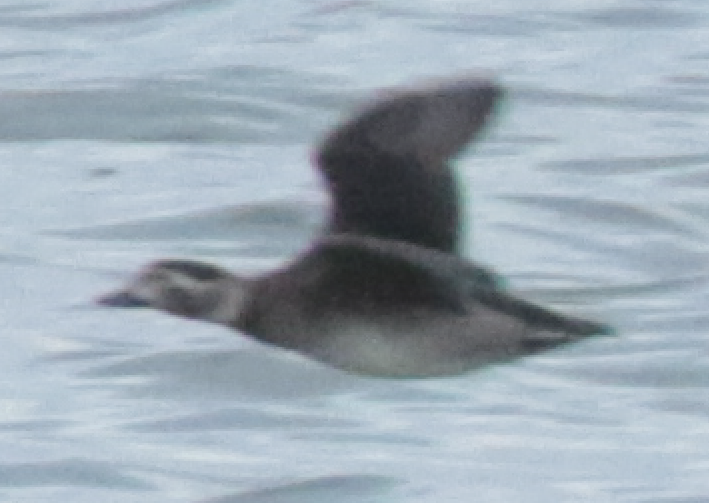 Long-tailed Duck - ML120556371