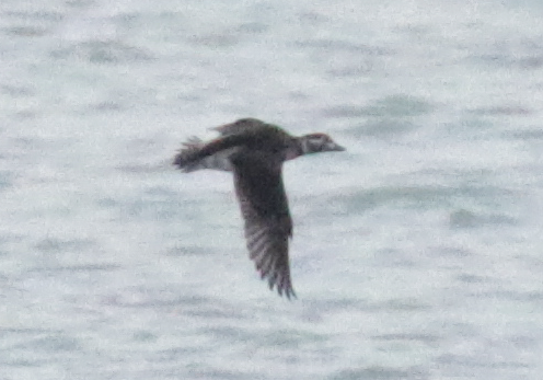 Long-tailed Duck - ML120556381