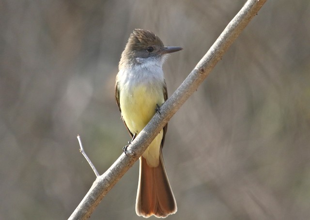 Brown-crested Flycatcher - eBird