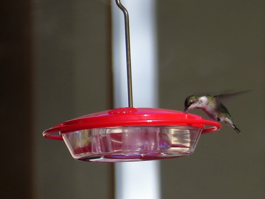 Ruby-throated Hummingbird - Chris  Brobin