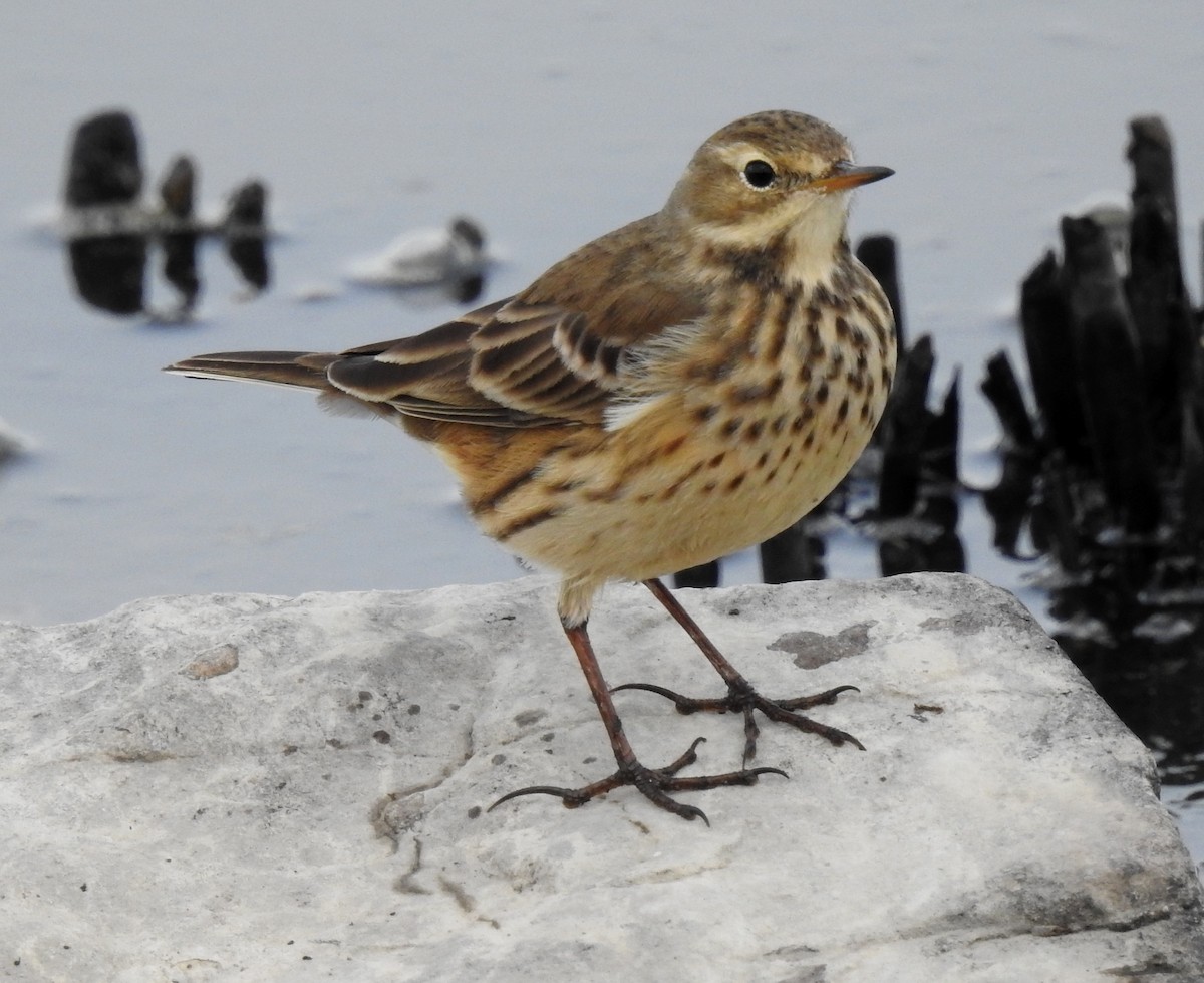 American Pipit - Lauri Taylor