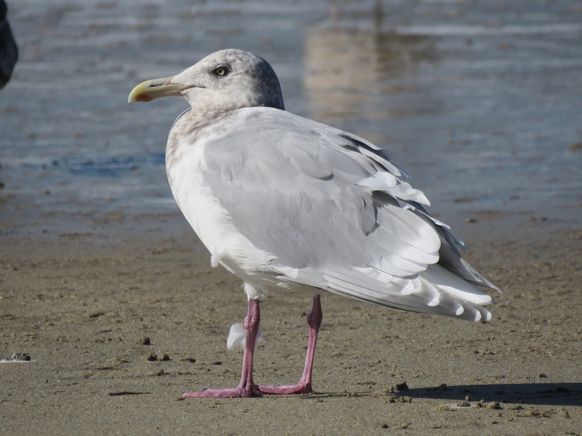 Herring x Glaucous-winged Gull (hybrid) - Chris Hayward