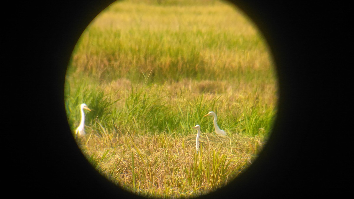 Eastern Cattle Egret - คมกฤช ว่องโชติกุล