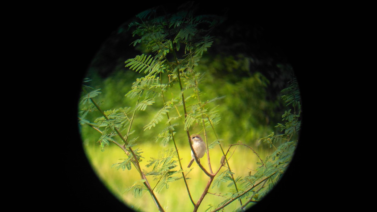 Brown Shrike - คมกฤช ว่องโชติกุล
