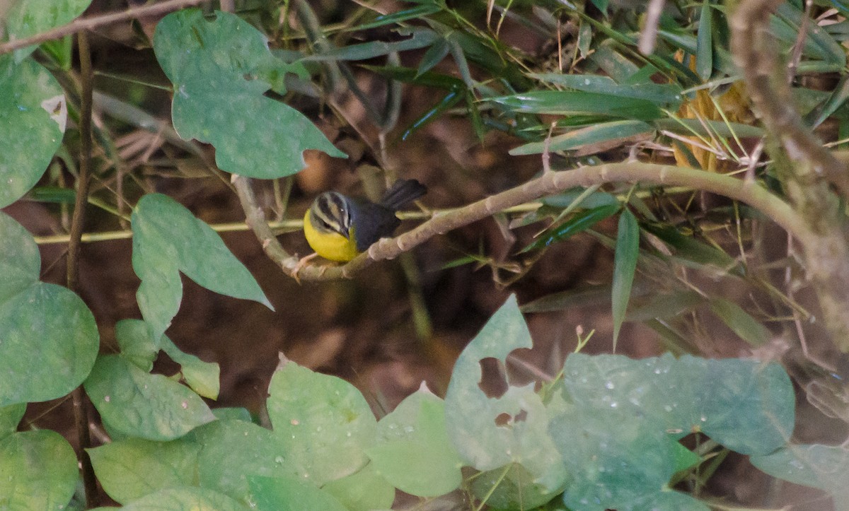 Golden-crowned Warbler - David Monroy Rengifo