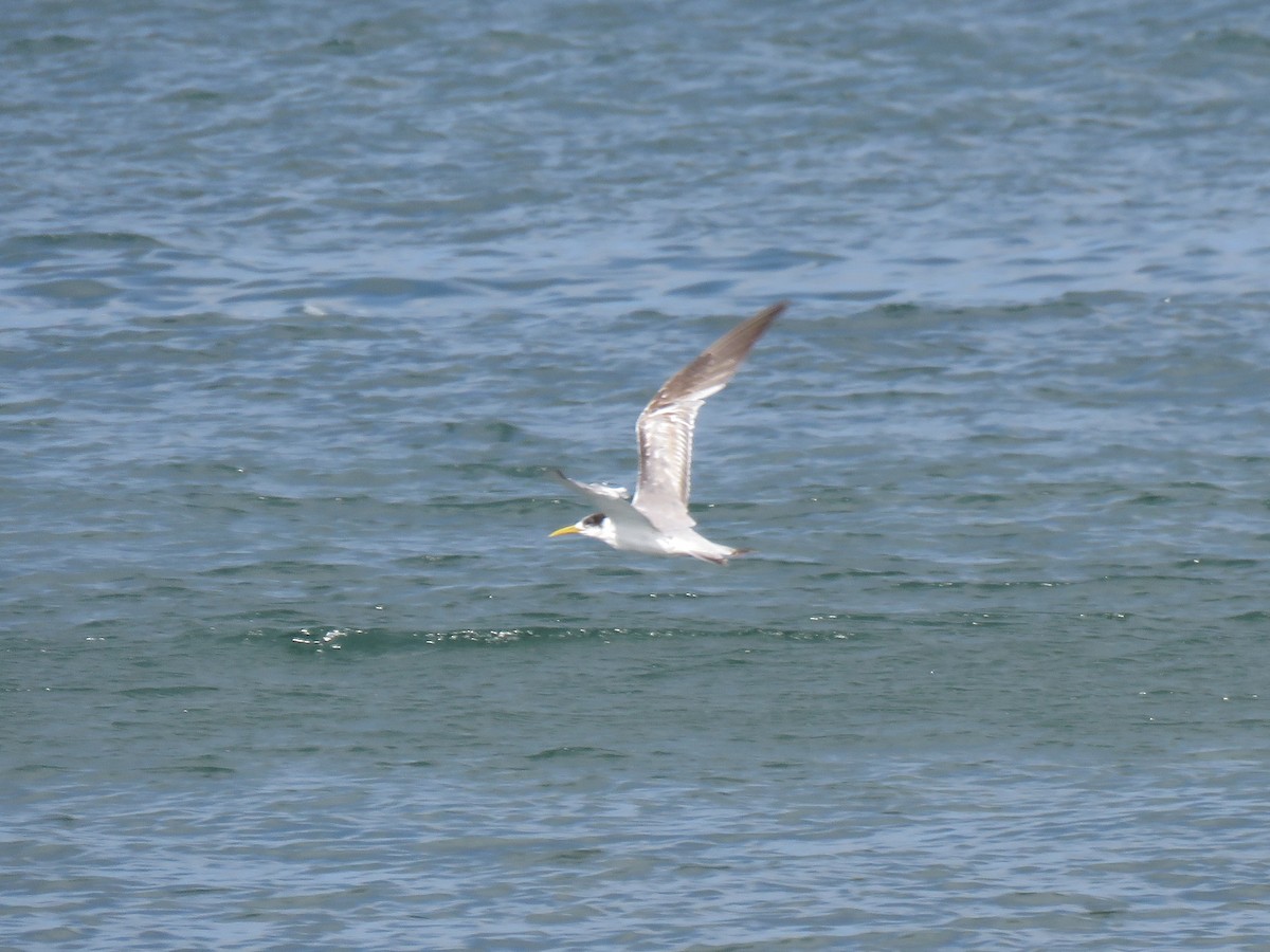 Great Crested Tern - ML120571471