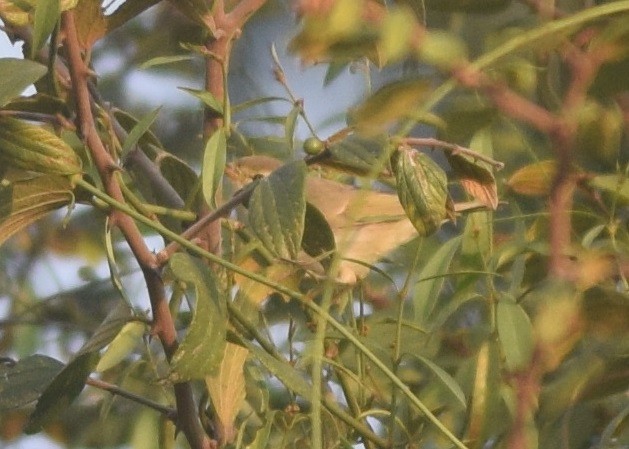 Greenish Warbler - Hareesha AS