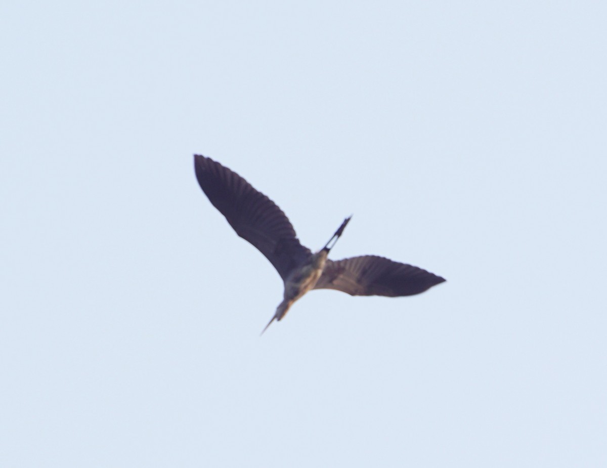 Purple Heron - Raghavendra  Pai