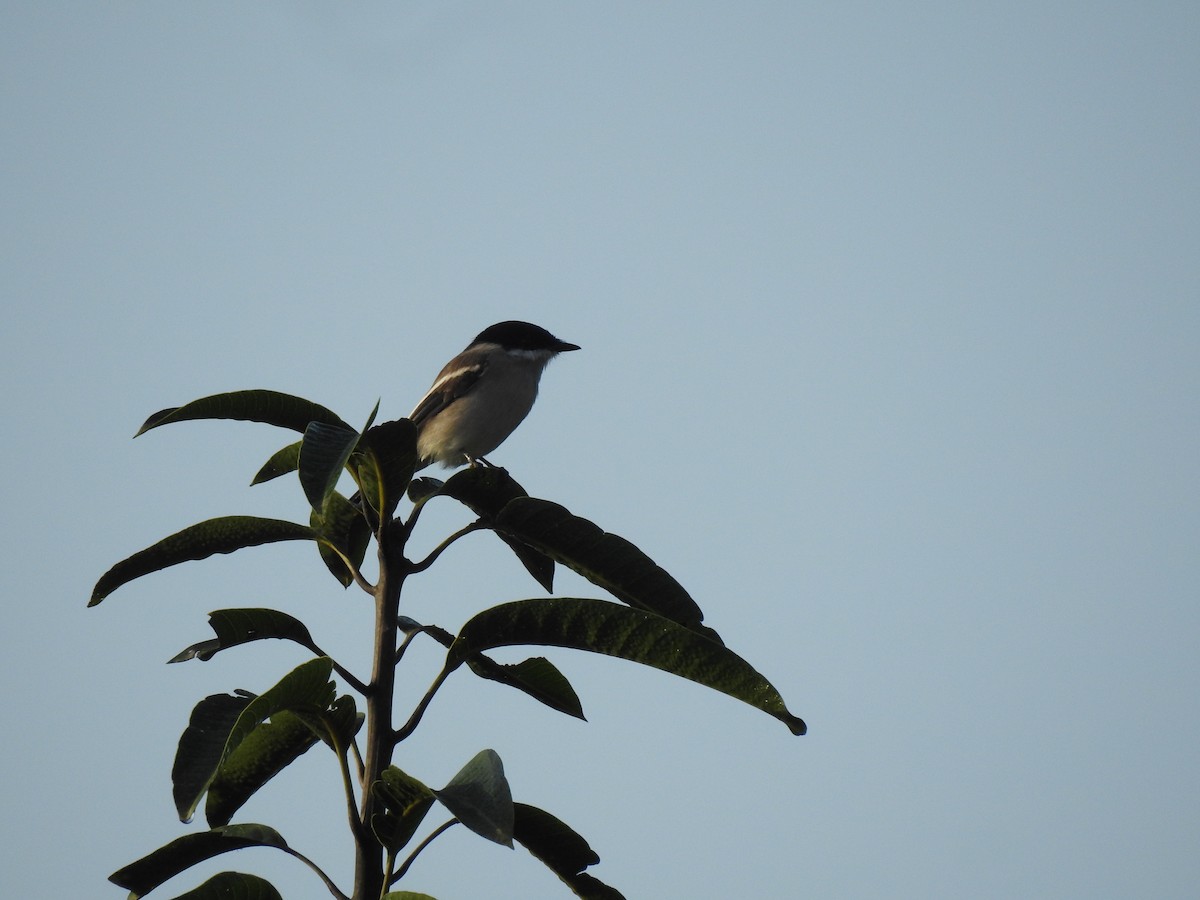 Bar-winged Flycatcher-shrike - Sitendu Goswami