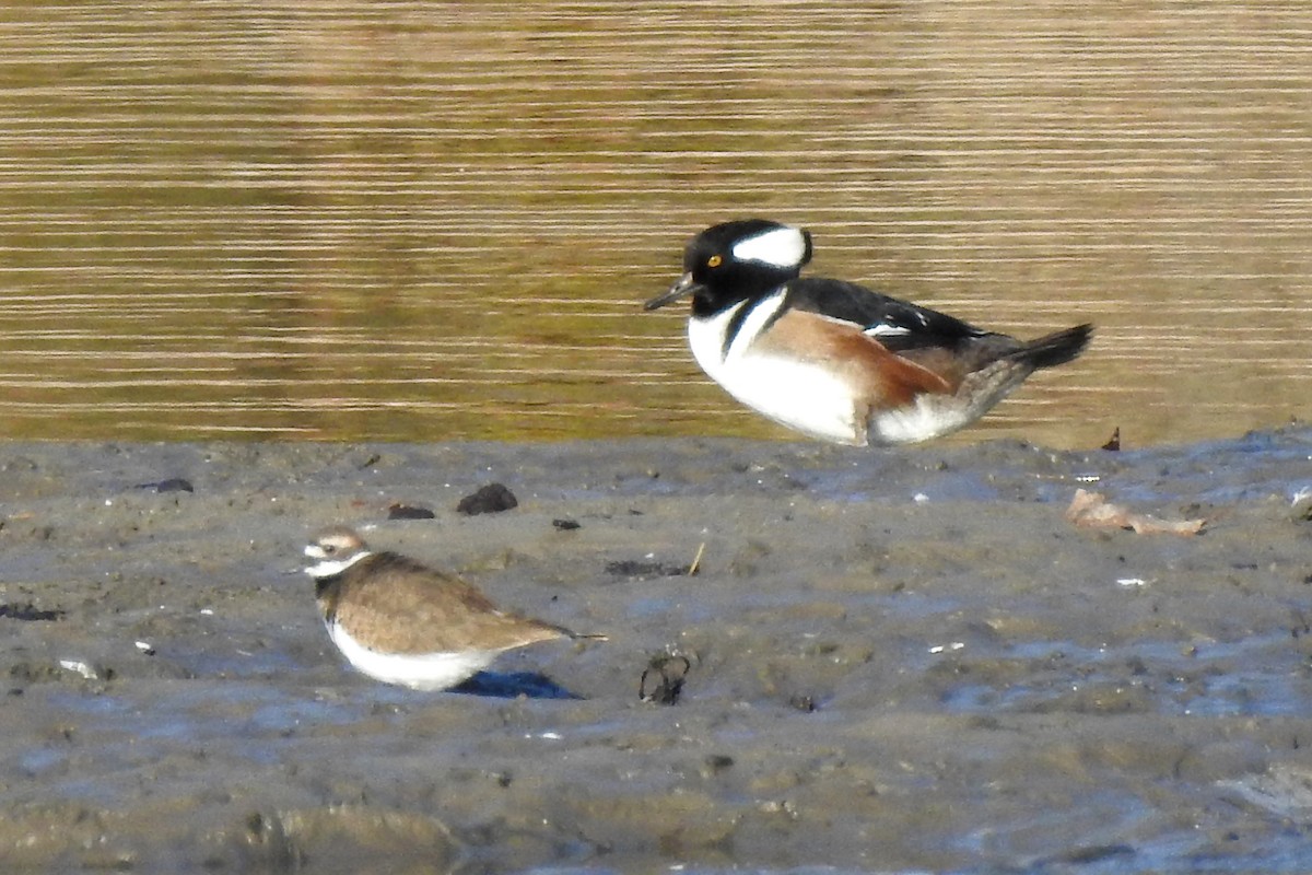 eBird Checklist - 25 Oct 2018 - 1476 Dale Rd, Beaverton US-MI (43.8576