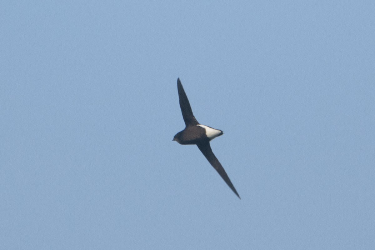 Silver-backed Needletail - Francis Yap