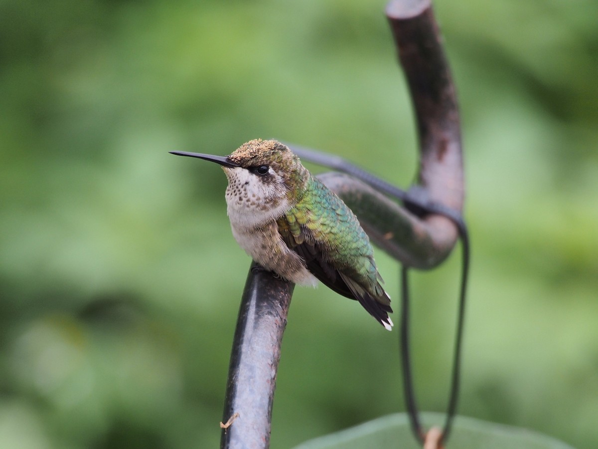 Ruby-throated Hummingbird - Gjon Hazard