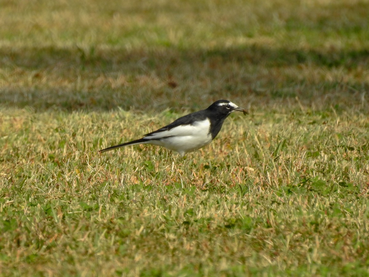 Japanese Wagtail - Anonymous