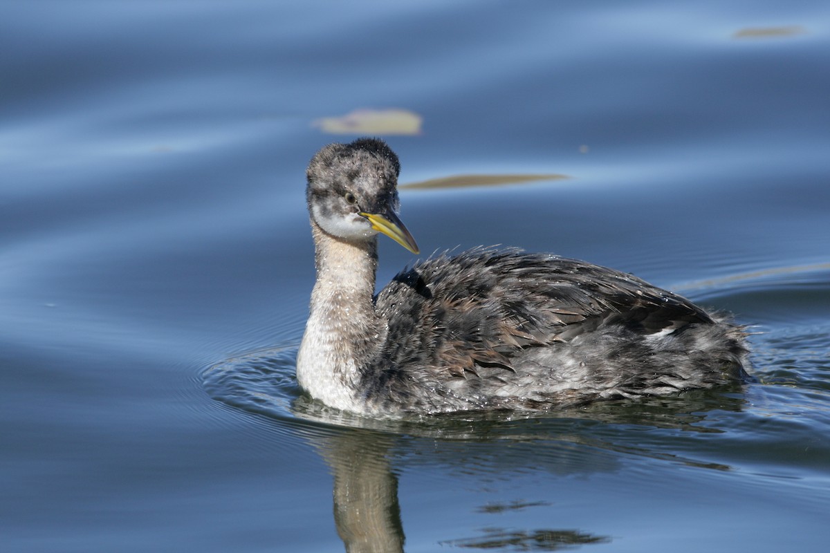 Red-necked Grebe - Beth Hill