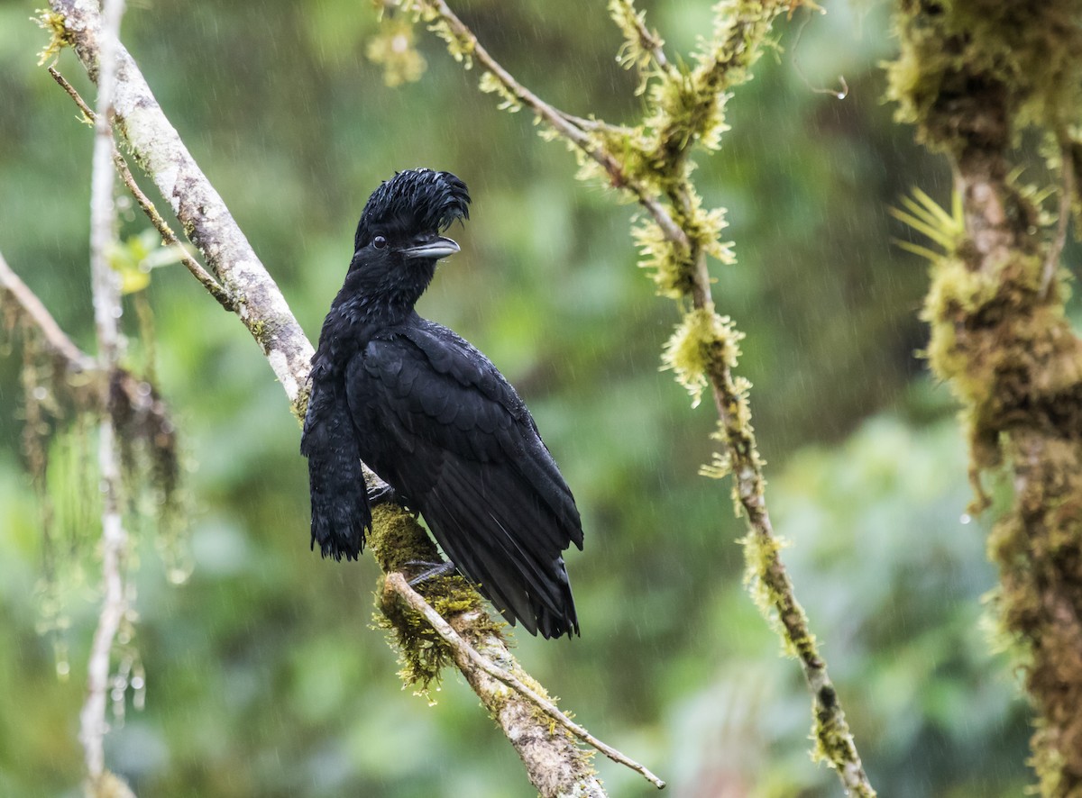 Long-wattled Umbrellabird - Nick Athanas