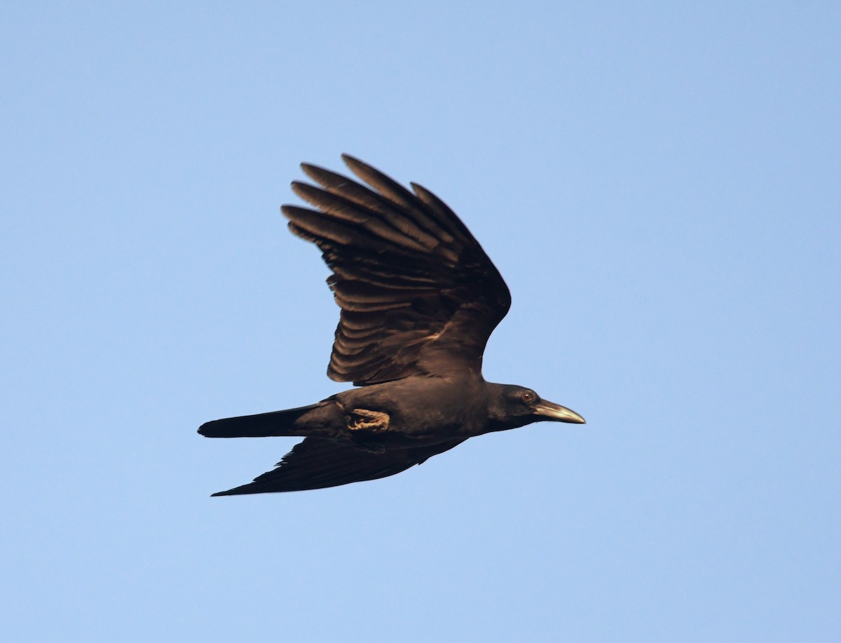 Slender-billed Crow - Joshua Vandermeulen