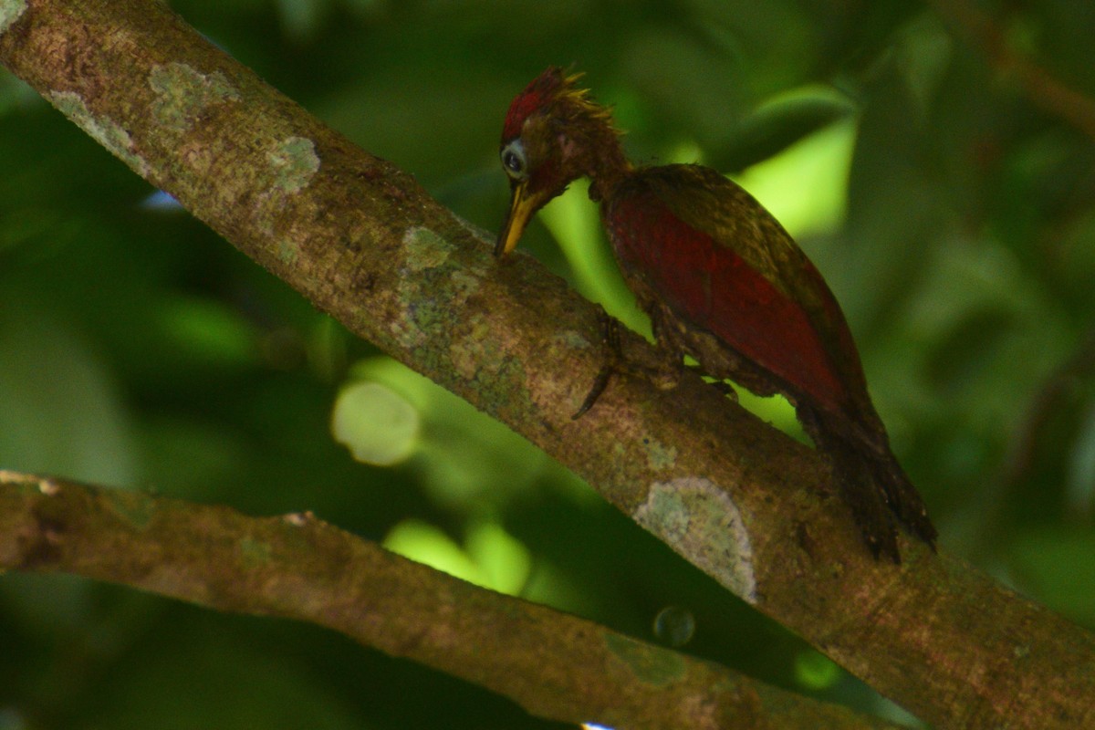 Crimson-winged Woodpecker - Ben  Lucking