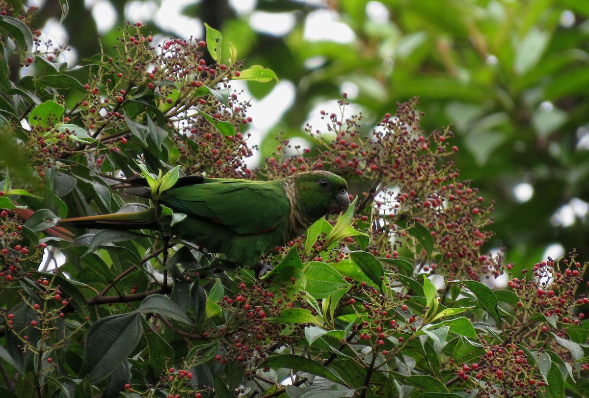Maroon-tailed Parakeet (Choco) - Iván Lau