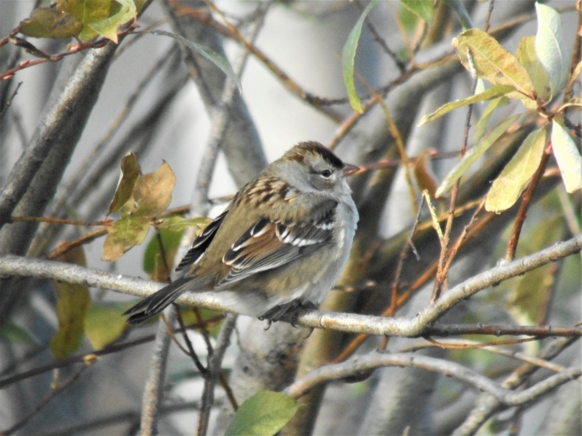 White-crowned Sparrow - ML120591031