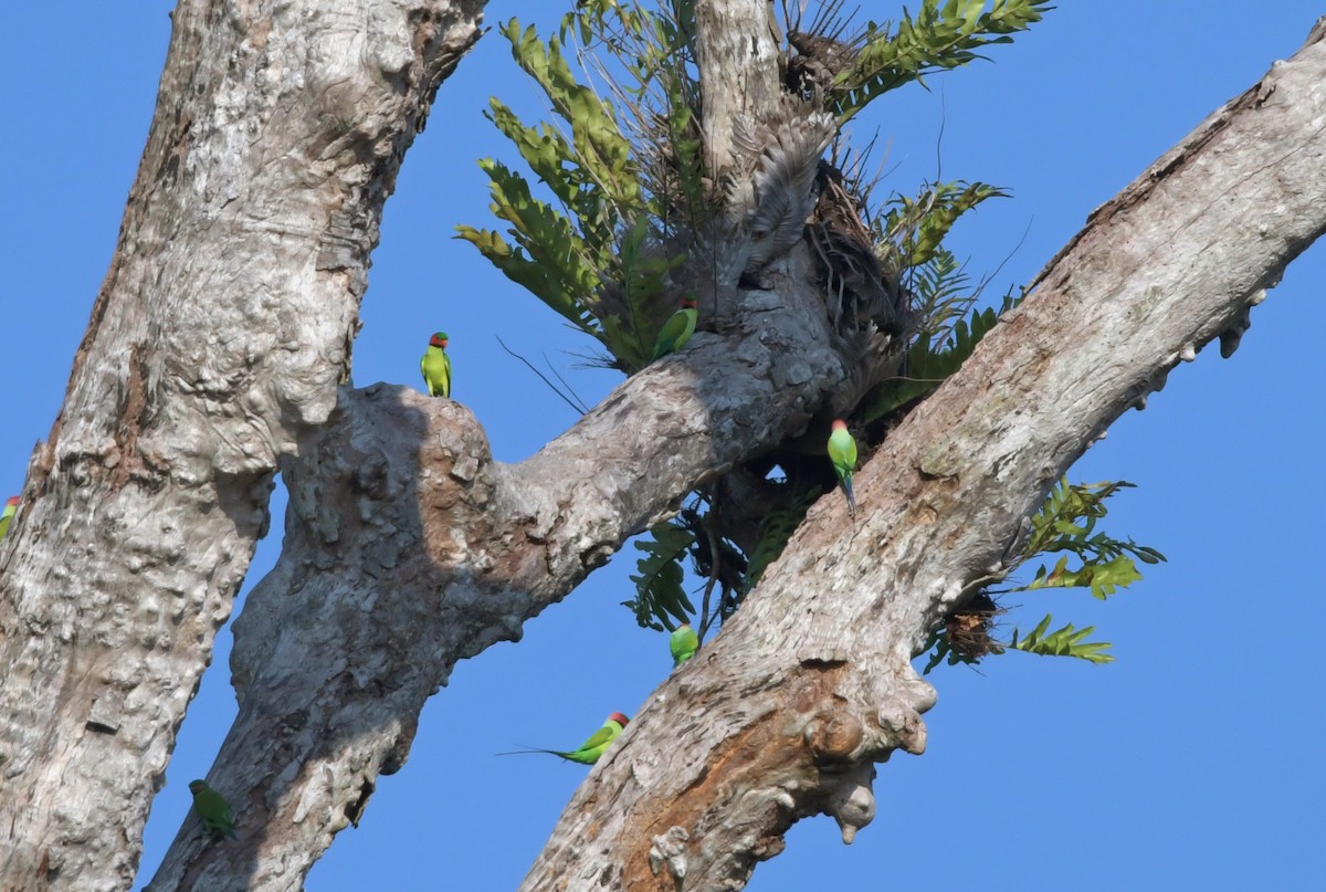 Long-tailed Parakeet - Joshua Vandermeulen