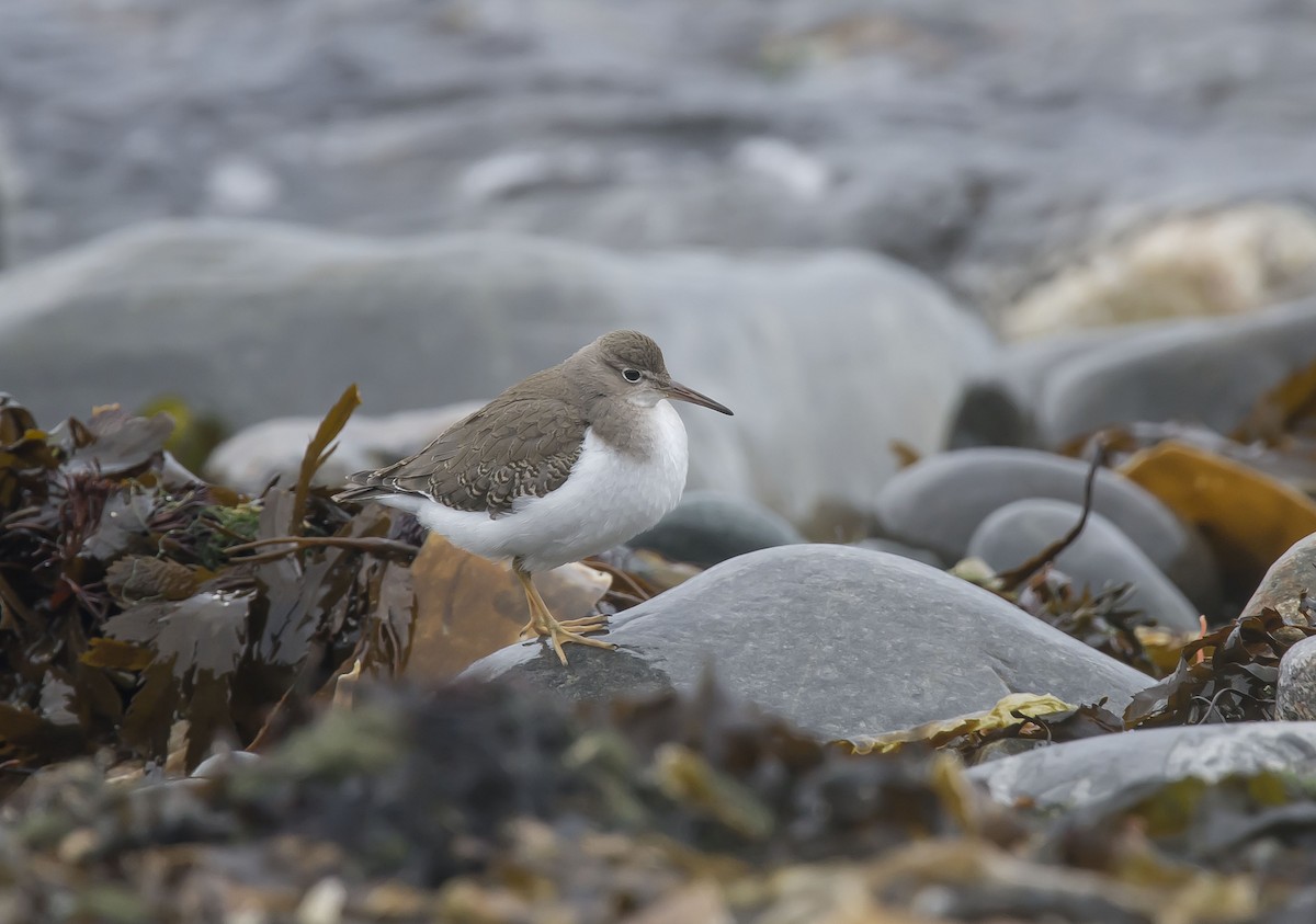 Spotted Sandpiper - Ronnie d'Entremont