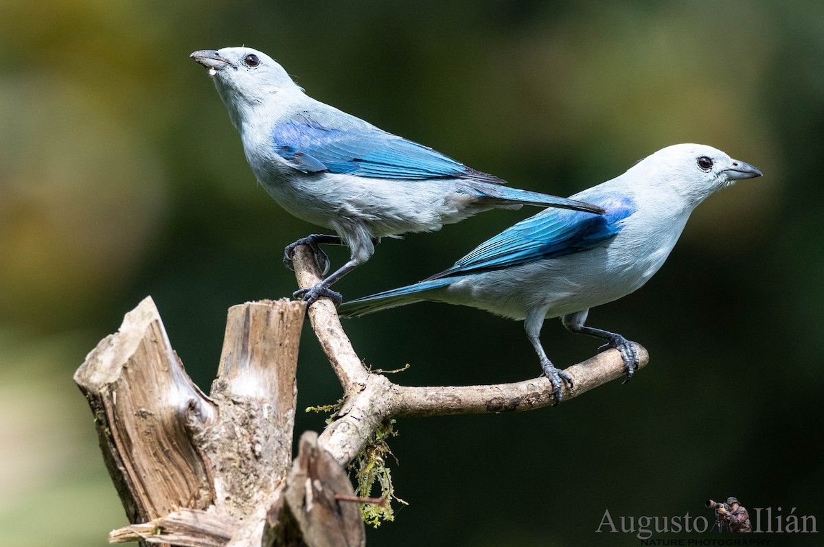 Blue-gray Tanager - ML120592541