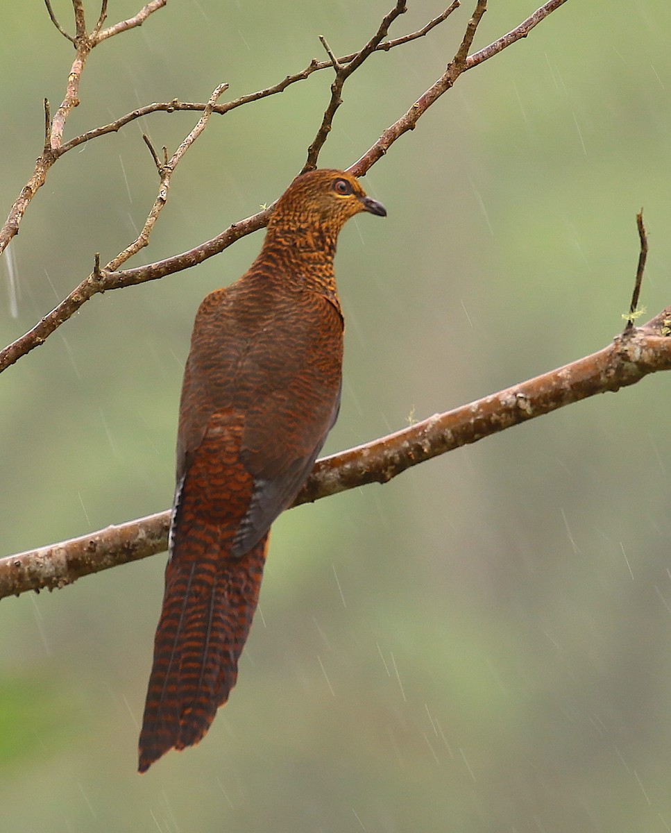 Black-billed Cuckoo-Dove - Anonymous